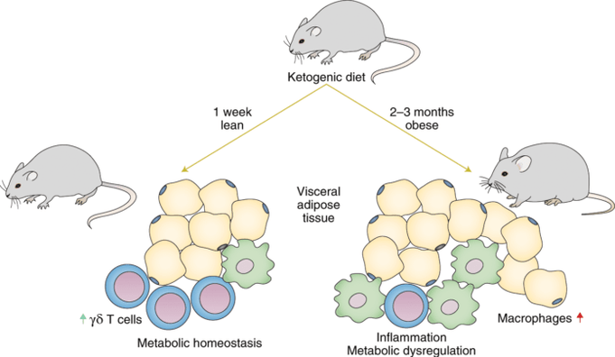 Following a keto diet leads to a decrease in gamma delta T immune cells and an increase in the number of macrophages in adipose tissue.