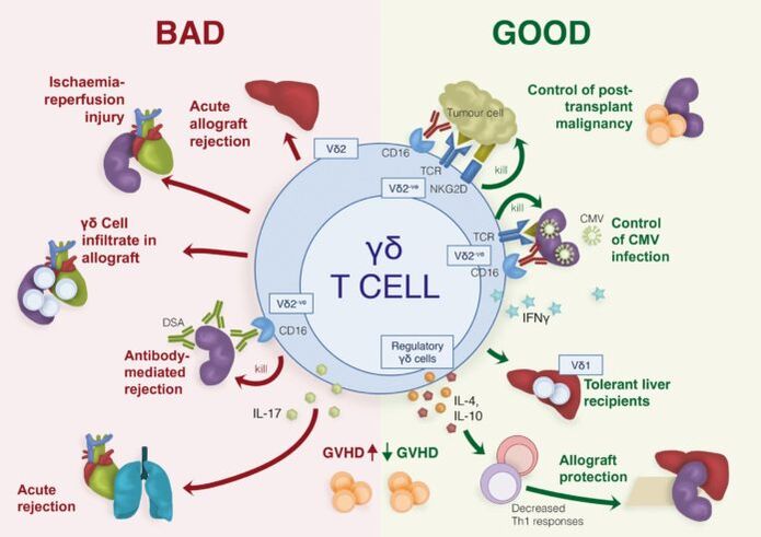positive and negative roles of γδ immune T cells
